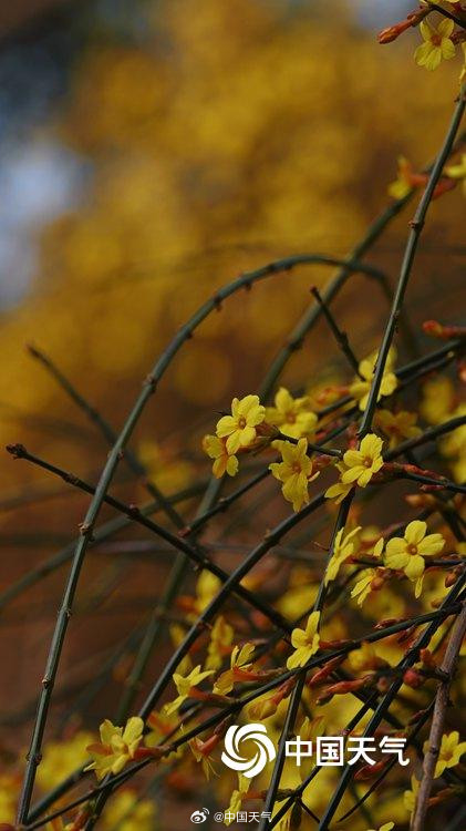 颐和园玉兰迎春美如画