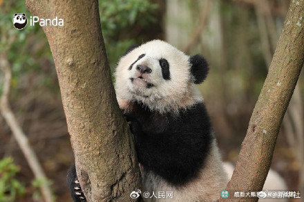 熊猫搓的汤圆能有多圆