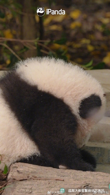 熊猫搓的汤圆能有多圆