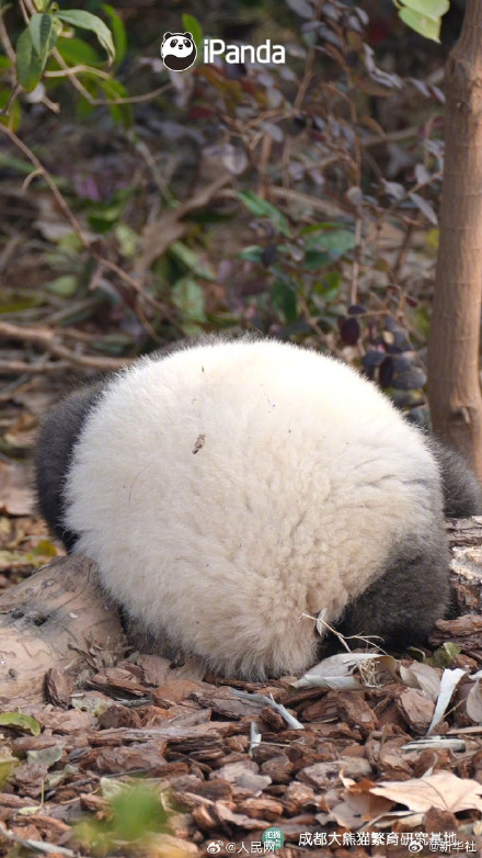 熊猫搓的汤圆能有多圆