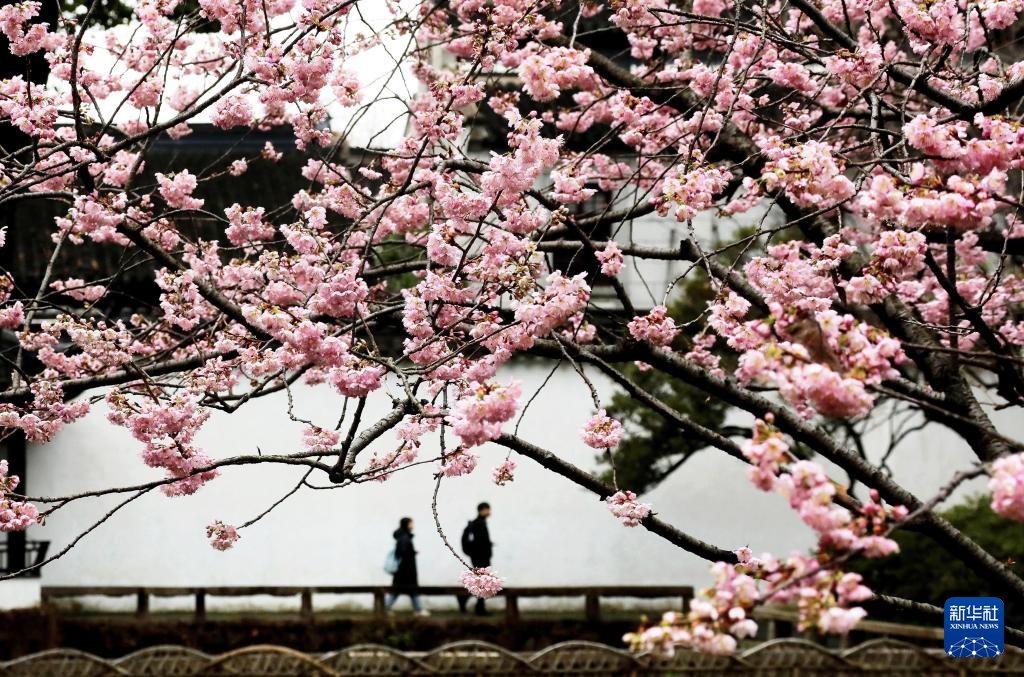 花开万里 共赴春光