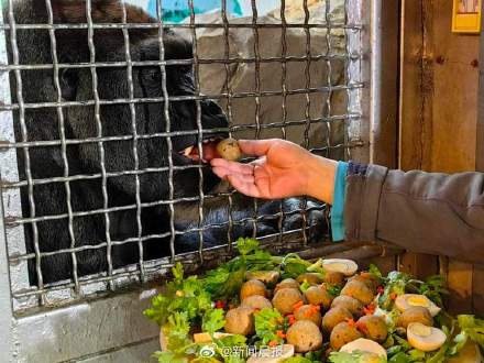 在上海动物也吃上专属元宵,解锁萌兽闹元宵新视角 在上海动物也吃上专属元宵,解锁萌兽闹元宵新视角