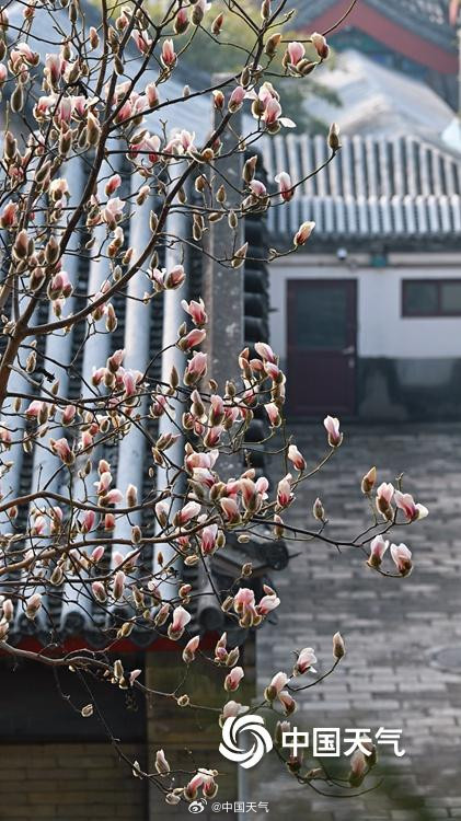 颐和园玉兰迎春美如画