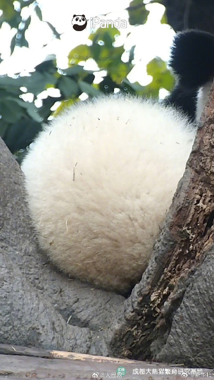 熊猫搓的汤圆能有多圆