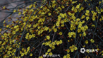 颐和园玉兰迎春美如画