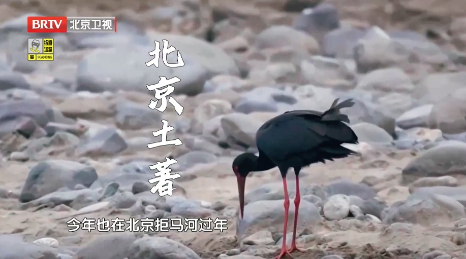 喜讯!北京房山一“小伙”相亲成功,预计今年4月当爹 喜讯!北京房山一“小伙”相亲成功,预计今年4月当爹