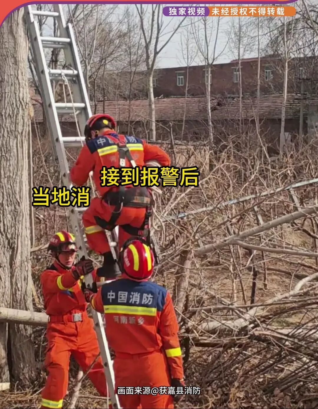河南新乡87岁大爷挂树上了!救援时一句话让消防哭笑不得 河南新乡87岁大爷挂树上了!救援时一句话让消防哭笑不得