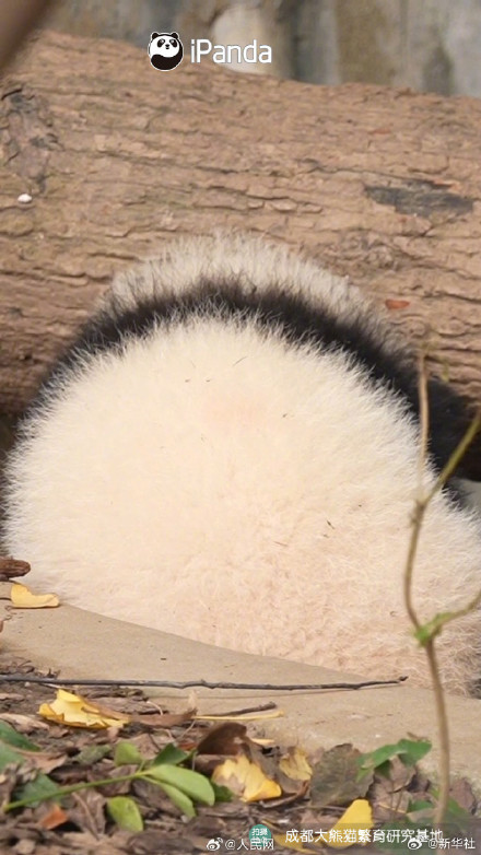 熊猫搓的汤圆能有多圆