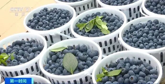 花香蓝莓，“要吃趁现在”！