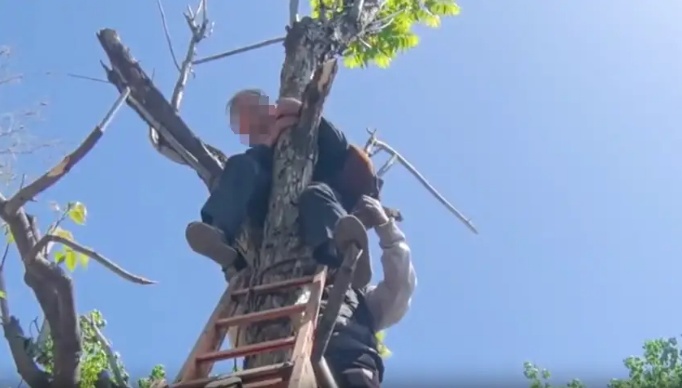 河南新乡87岁大爷挂树上了!救援时一句话让消防哭笑不得 河南新乡87岁大爷挂树上了!救援时一句话让消防哭笑不得