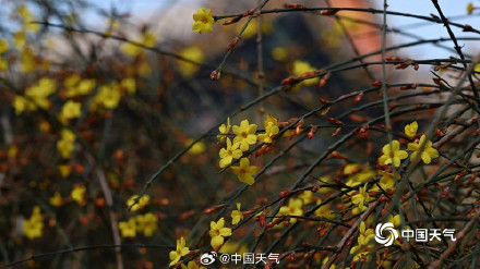 颐和园玉兰迎春美如画