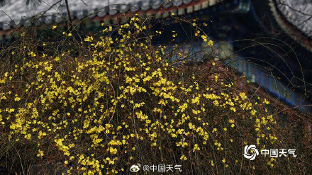 颐和园玉兰迎春美如画