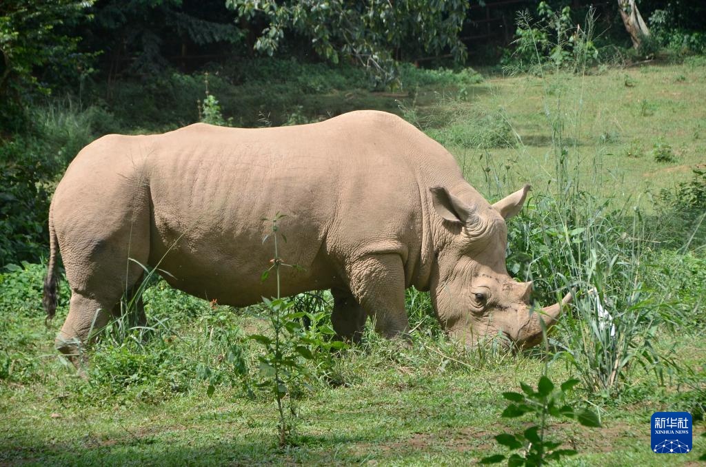 世界野生动植物日：乌干达的野生动物