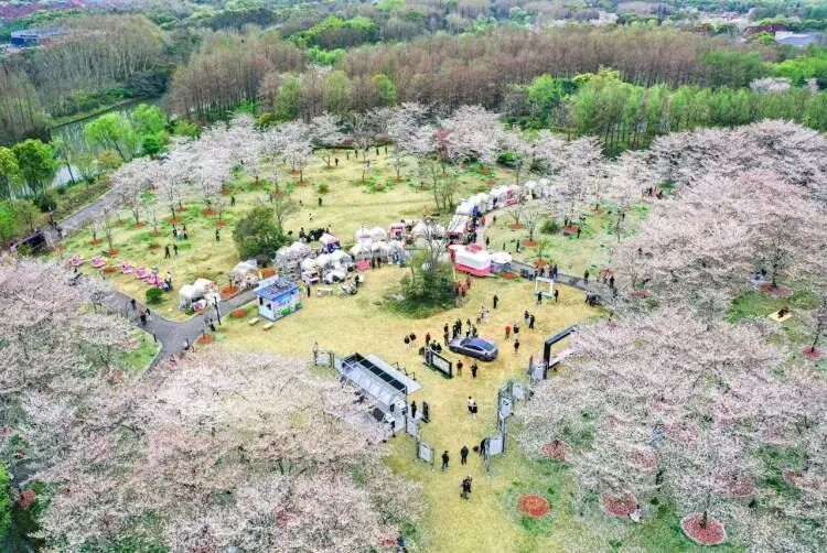 2026上海樱花节来了!首推“景随花移”夜游新模式,活动多元体验感“拉满” 2026上海樱花节来了!首推“景随花移”夜游新模式,活动多元体验感“拉满”