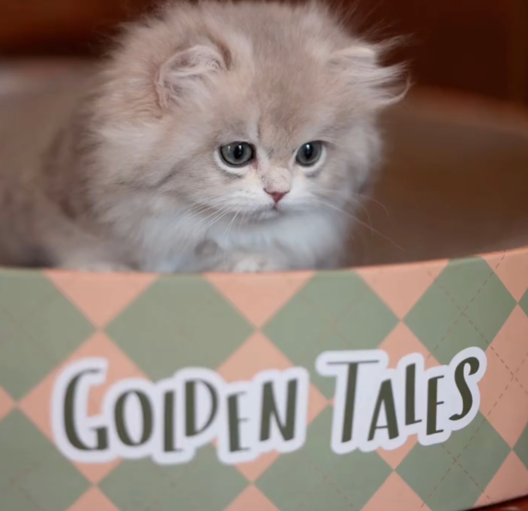 网红小猫“宽宽”离世，主人索赔30万！疑因医院操作不当发生意外，网友：不敢相信....