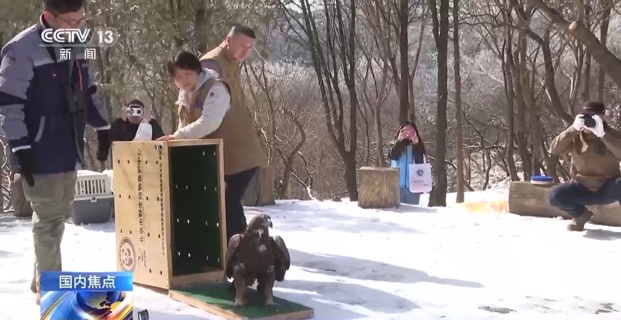 金雕、豹猫等放归自然 八达岭林场迎特殊“归客” 金雕、豹猫等放归自然 八达岭林场迎特殊“归客”