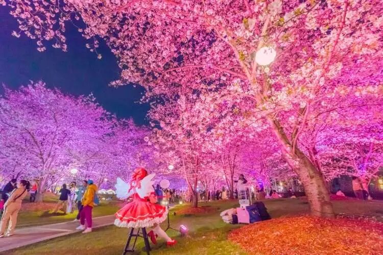 2026上海樱花节来了!首推“景随花移”夜游新模式,活动多元体验感“拉满” 2026上海樱花节来了!首推“景随花移”夜游新模式,活动多元体验感“拉满”