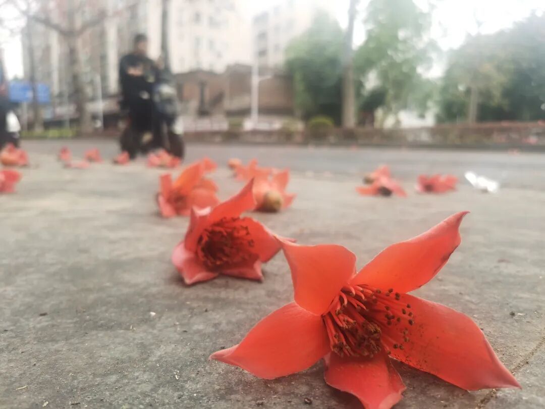 不要捡!路边的木棉食用会暗藏风险 不要捡!路边的木棉食用会暗藏风险