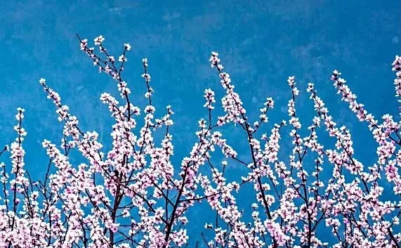 速看！河南一大波景区对女士免票啦