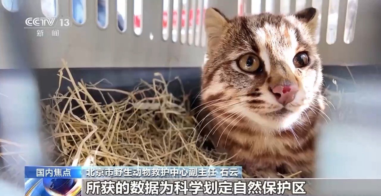 金雕、豹猫等放归自然 八达岭林场迎特殊“归客” 金雕、豹猫等放归自然 八达岭林场迎特殊“归客”