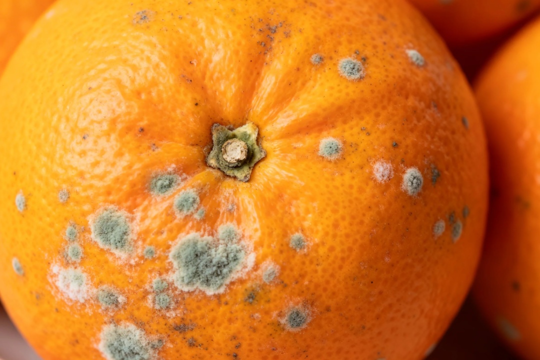 发霉水果别乱吃！切掉坏的、高温蒸煮……这些做法全错了！