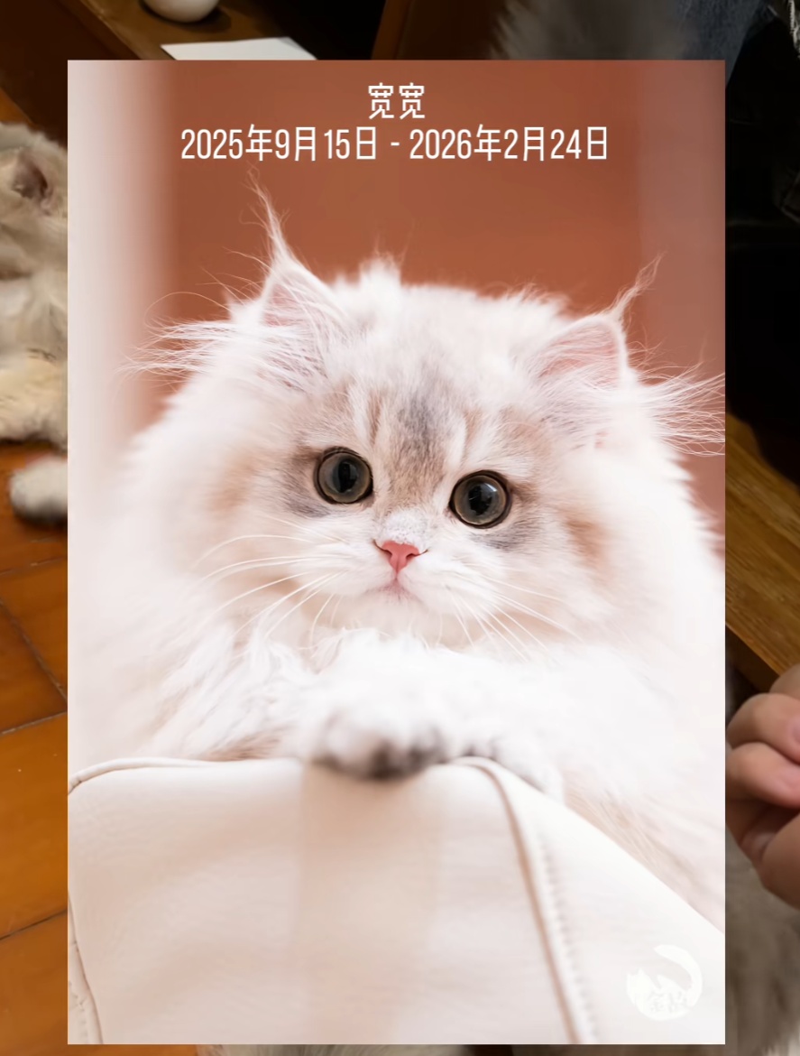 网红小猫“宽宽”离世，主人索赔30万！疑因医院操作不当发生意外，网友：不敢相信....