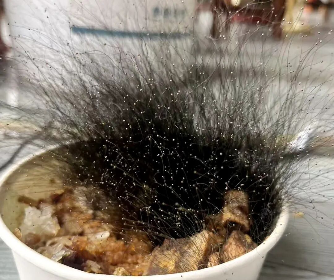 当心霉菌！男子将牛肉饭遗忘在办公室，发霉长出15厘米高“黑色丛林”