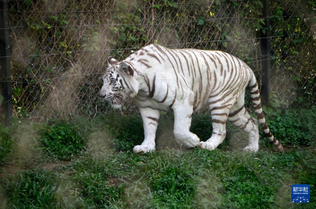 世界野生动植物日：乌干达的野生动物