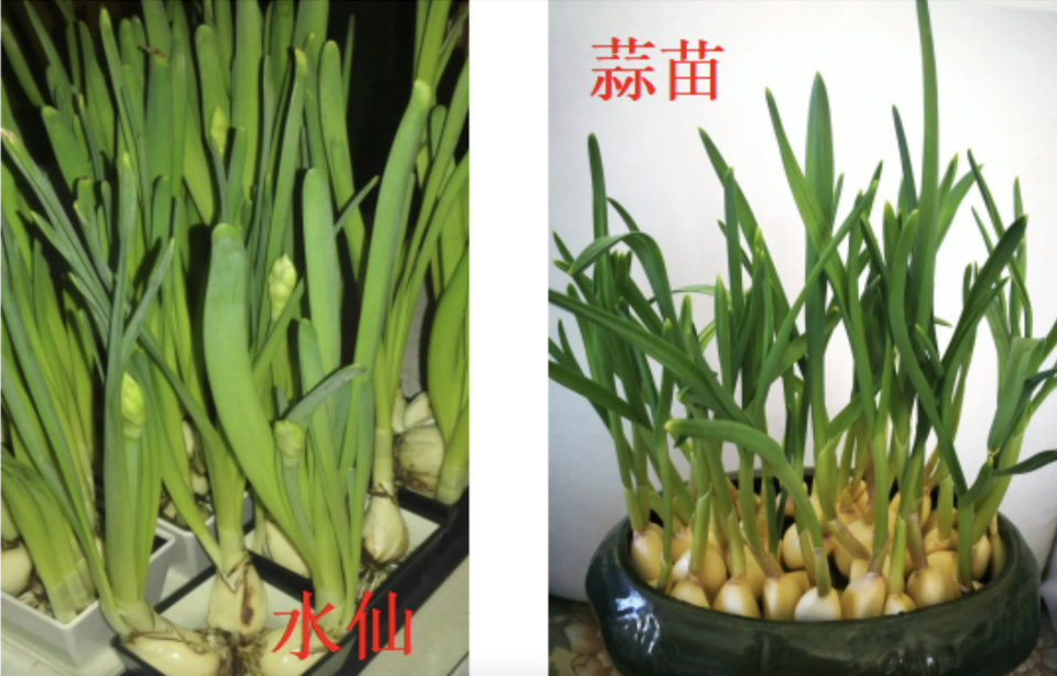 老人将水仙花捡回家被儿媳妇炒了菜，一家五口中毒呕吐，医生：若误食可大量喝水并就医