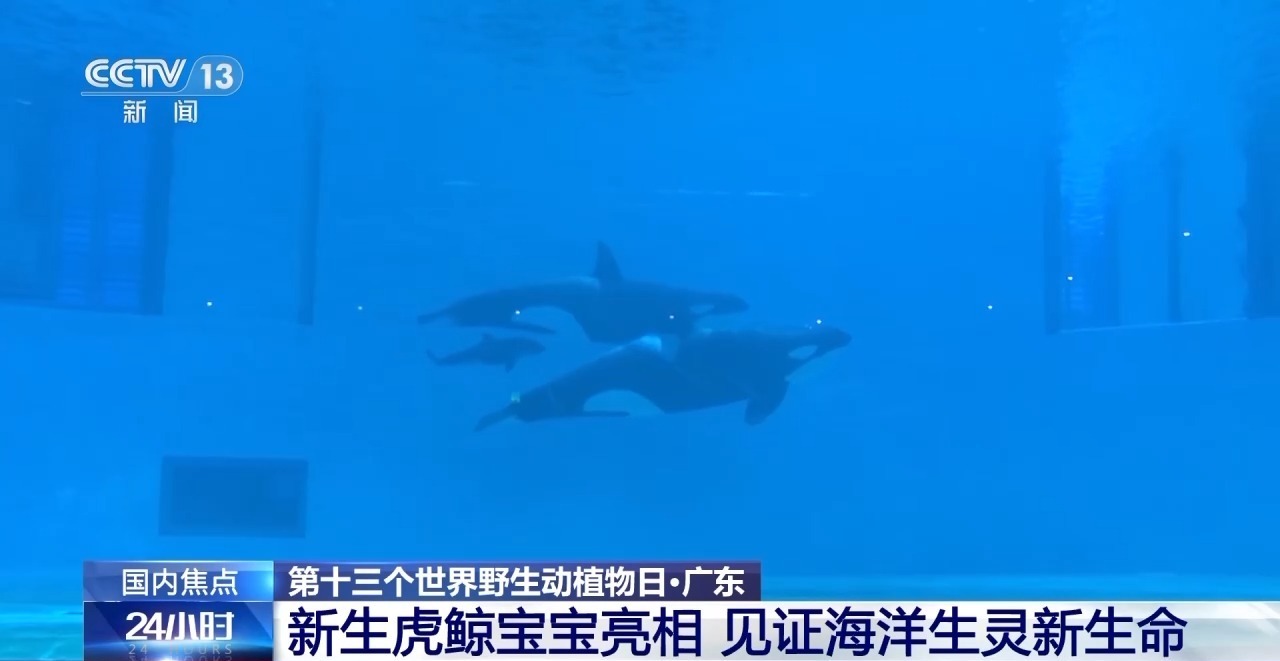 金雕、豹猫等放归自然 八达岭林场迎特殊“归客” 金雕、豹猫等放归自然 八达岭林场迎特殊“归客”