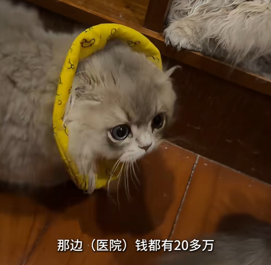 网红小猫“宽宽”离世，主人索赔30万！疑因医院操作不当发生意外，网友：不敢相信....