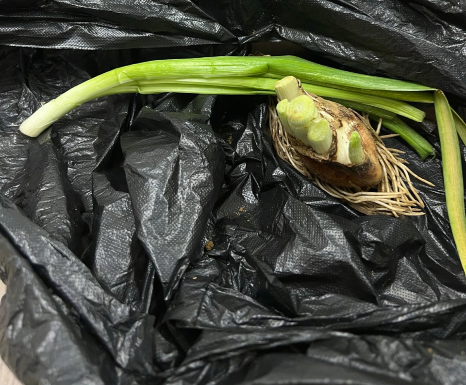 老人将水仙花捡回家被儿媳妇炒了菜，一家五口中毒呕吐，医生：若误食可大量喝水并就医