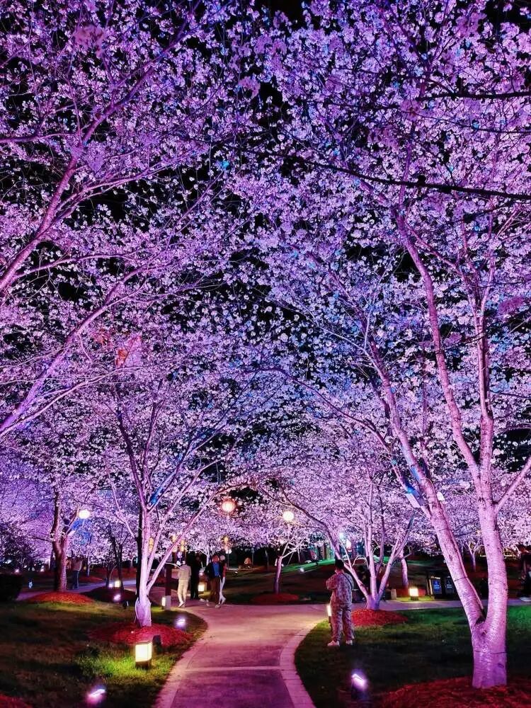 2026上海樱花节来了!首推“景随花移”夜游新模式,活动多元体验感“拉满” 2026上海樱花节来了!首推“景随花移”夜游新模式,活动多元体验感“拉满”