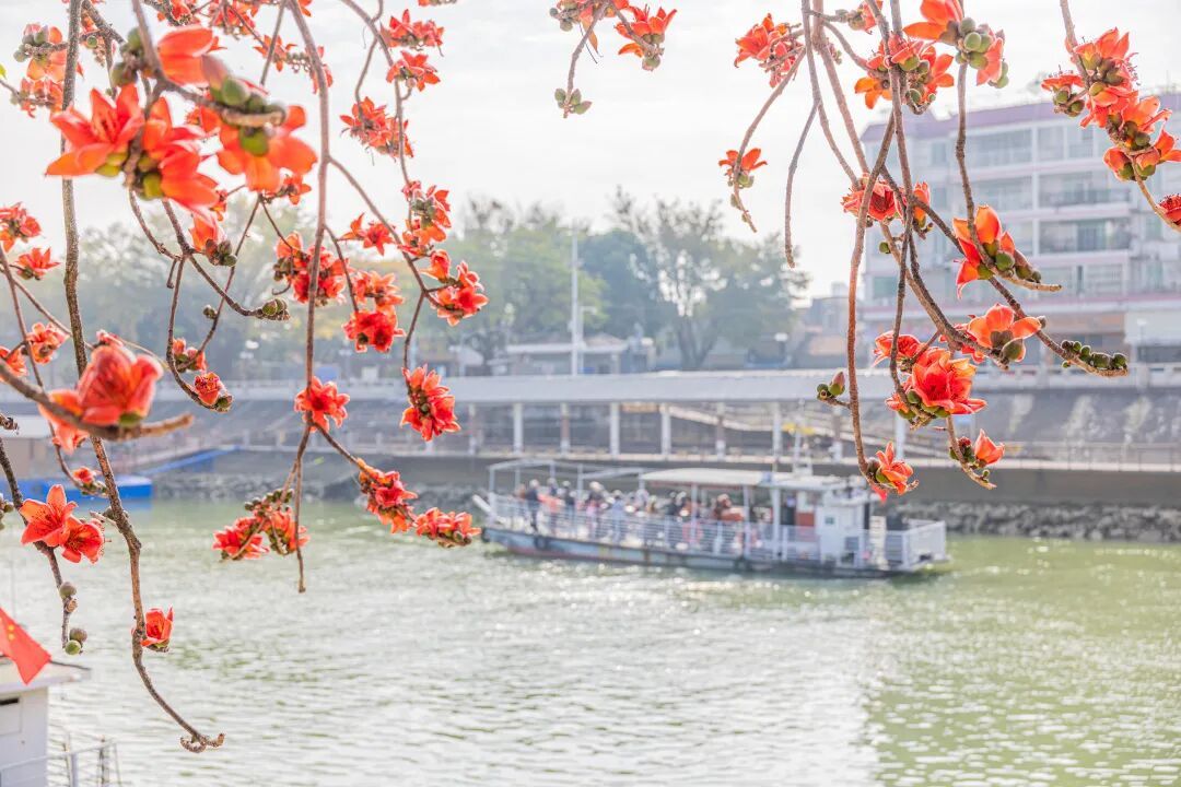 不要捡!路边的木棉食用会暗藏风险 不要捡!路边的木棉食用会暗藏风险