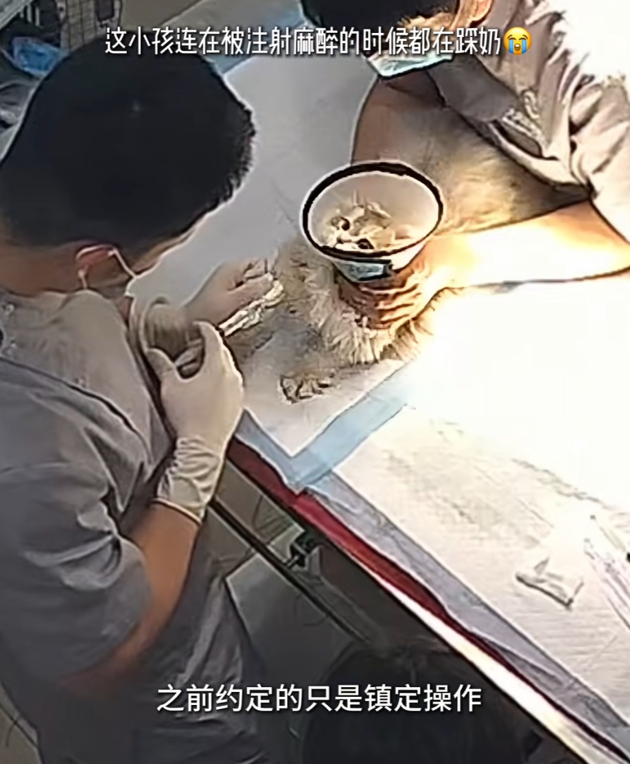 网红小猫“宽宽”离世，主人索赔30万！疑因医院操作不当发生意外，网友：不敢相信....