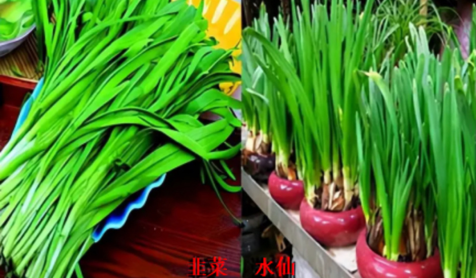 老人将水仙花捡回家被儿媳妇炒了菜，一家五口中毒呕吐，医生：若误食可大量喝水并就医