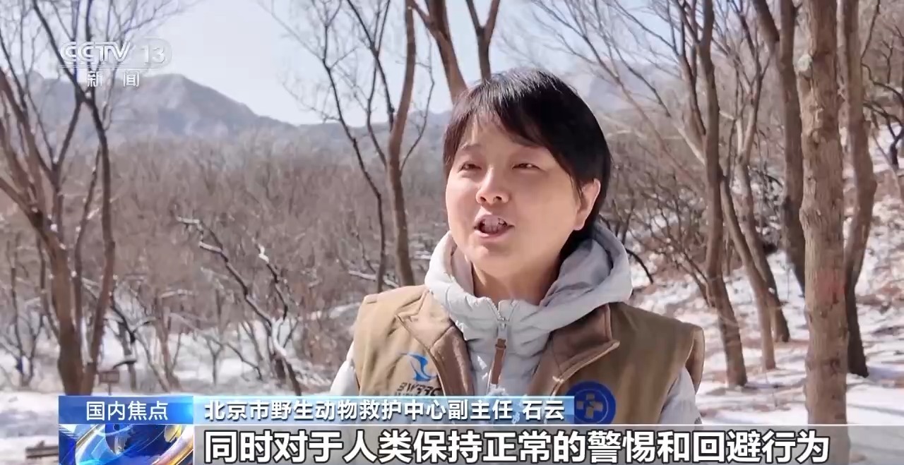 金雕、豹猫等放归自然 八达岭林场迎特殊“归客” 金雕、豹猫等放归自然 八达岭林场迎特殊“归客”