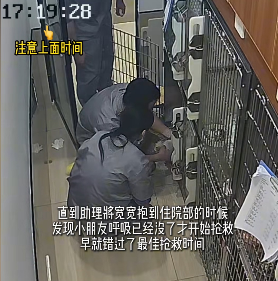 网红小猫“宽宽”离世，主人索赔30万！疑因医院操作不当发生意外，网友：不敢相信....