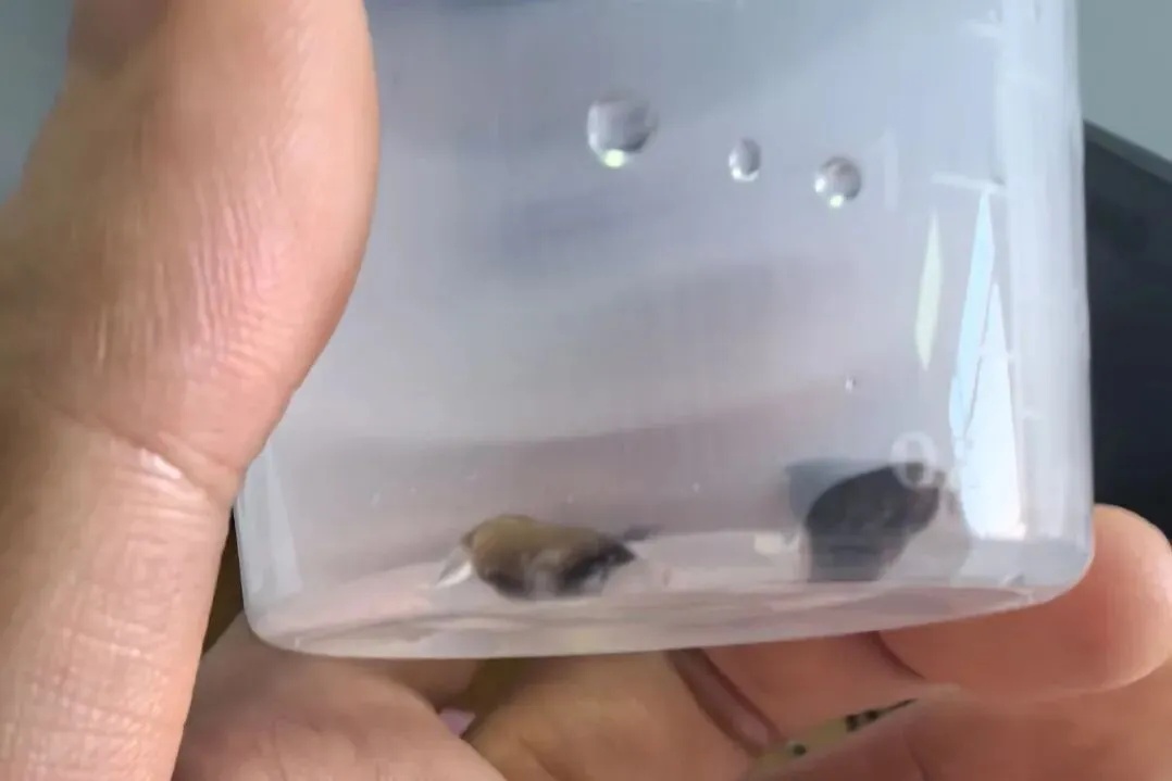 喂错一口山核桃肉，1岁宝宝进PICU！这个致命错误很多家长还在犯