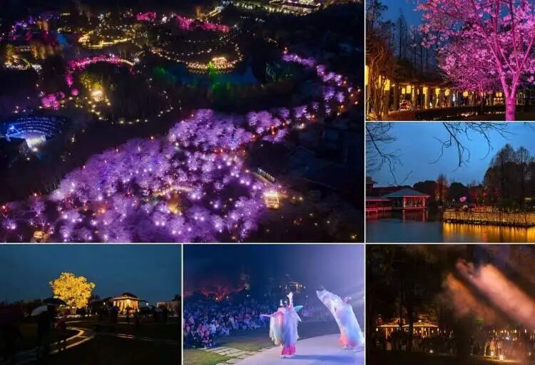 2026上海樱花节来了!首推“景随花移”夜游新模式,活动多元体验感“拉满” 2026上海樱花节来了!首推“景随花移”夜游新模式,活动多元体验感“拉满”