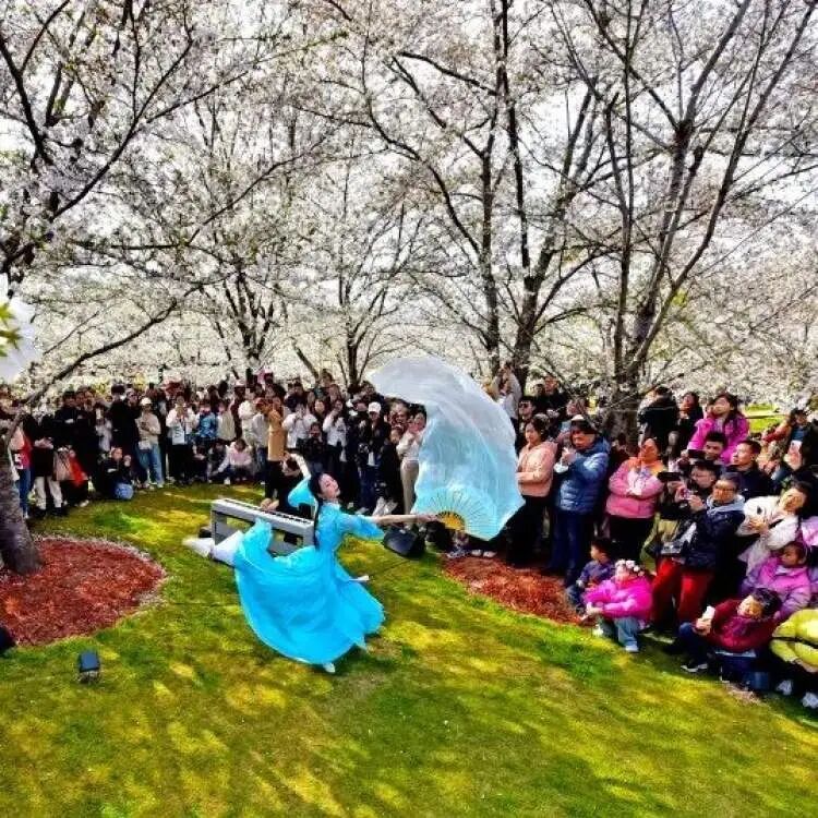 2026上海樱花节来了!首推“景随花移”夜游新模式,活动多元体验感“拉满” 2026上海樱花节来了!首推“景随花移”夜游新模式,活动多元体验感“拉满”