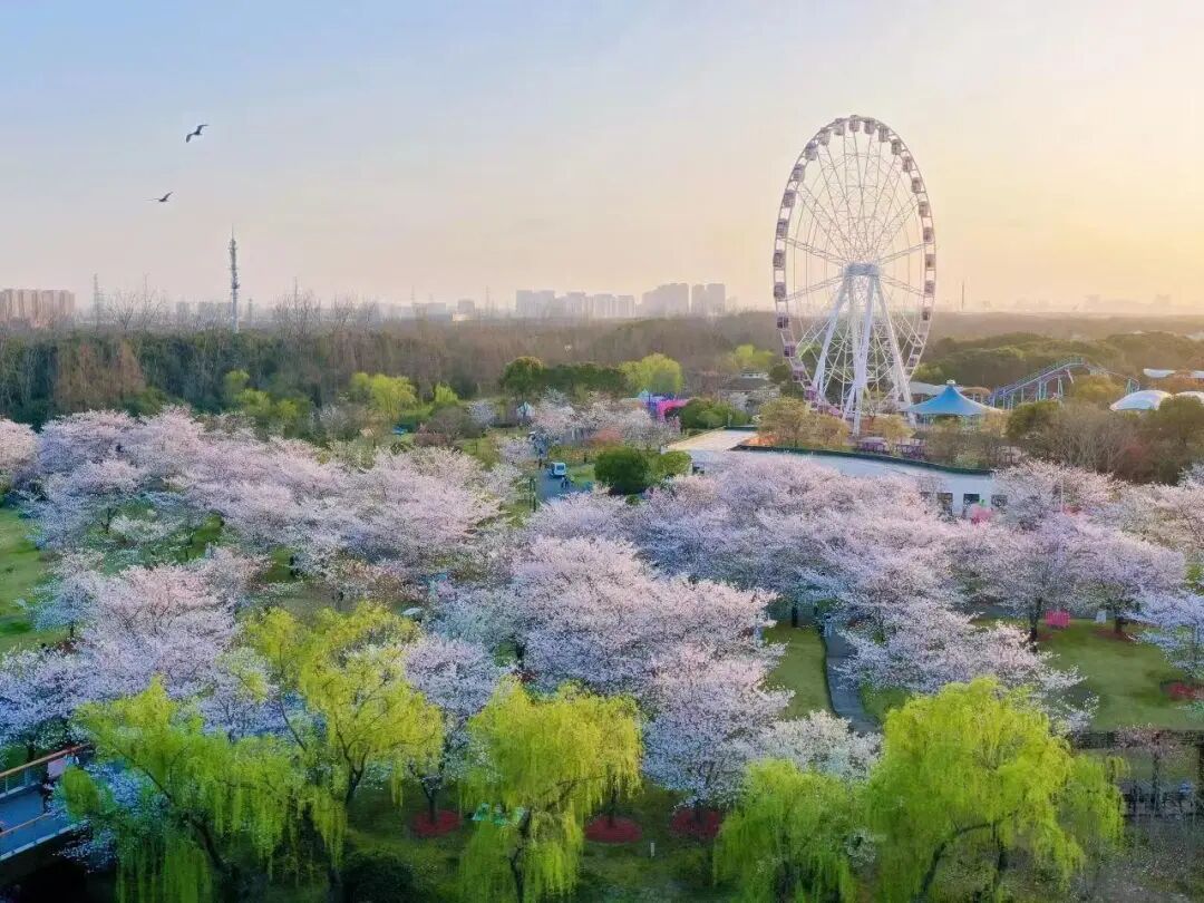 2026上海樱花节来了!首推“景随花移”夜游新模式,活动多元体验感“拉满” 2026上海樱花节来了!首推“景随花移”夜游新模式,活动多元体验感“拉满”