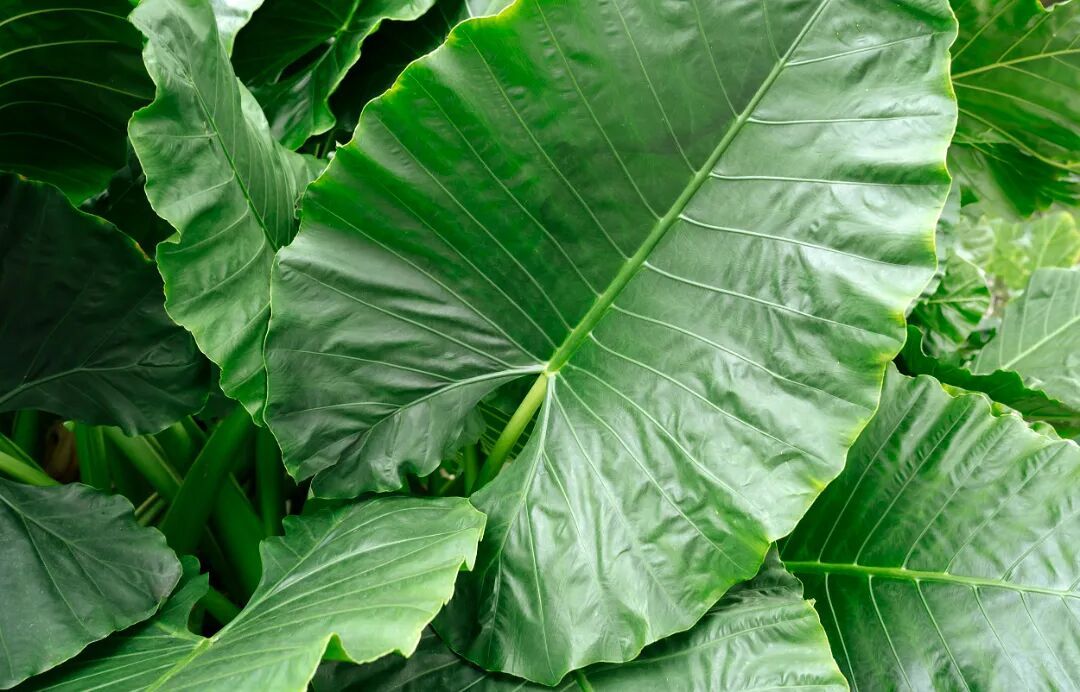 你家可能也有！男子不信邪“舔了一口”，果然中毒了...