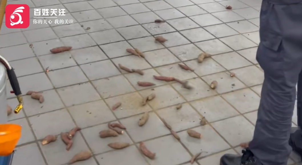 轿车底下建“粮仓”！车主停车半个月，底盘下竟被“囤”了20斤红薯玉米