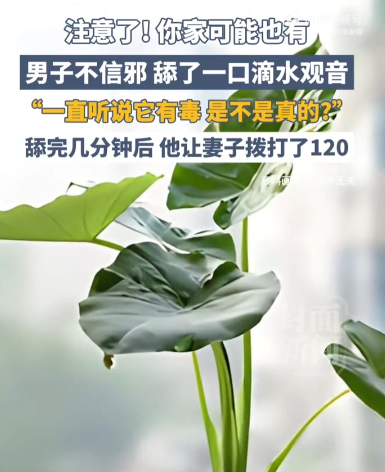 “真有毒吗？”男子不信邪，舔了一口，差点没命…