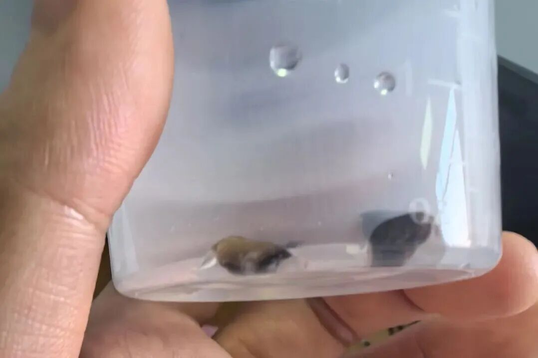 1岁宝宝被送进PICU，这个致命错误很多家长还在犯