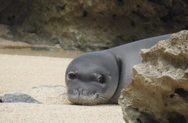 年轻海豹把鳗鱼插进鼻孔，只因为赶时髦？