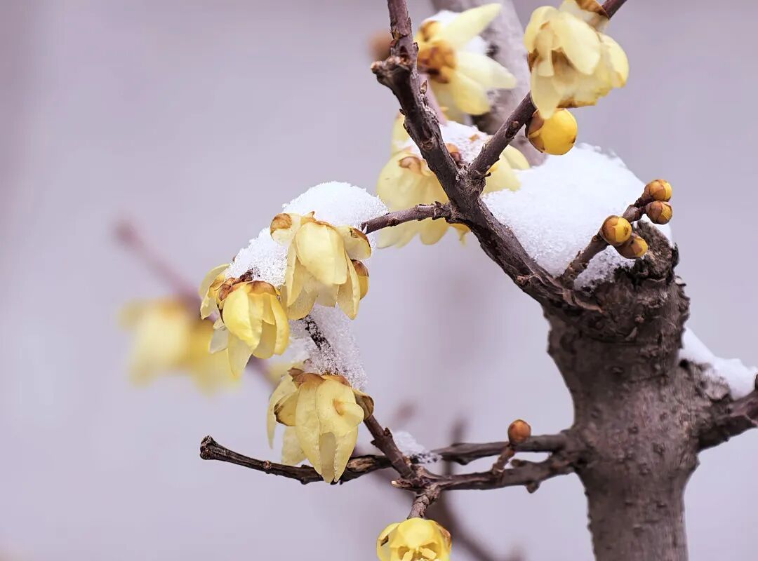 3月初的雪为何这么大？近期还有吗？市气象台分析——