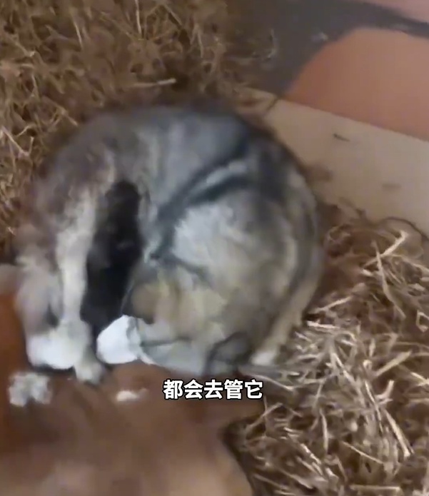 雪地偶遇狗狗追车几公里，女子犹豫后掉头救助：上车后竟生下3个幼崽