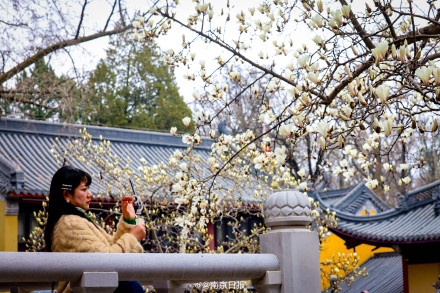 南京灵谷景区内的玉兰花开了